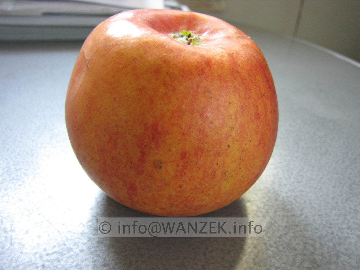 Apfel Alkmene 04.JPG